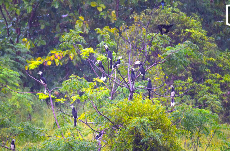 Over 30 hornbills flock to Khao Yai villa garden Over 30 hornbills flock to Khao Yai villa garden