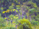 Over 30 hornbills flock to Khao Yai villa garden Over 30 hornbills flock to Khao Yai villa garden