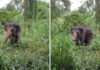 Rescuers save disabled elephant swept away by flash flood Rescuers save disabled elephant swept away by flash flood