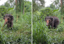 Rescuers save disabled elephant swept away by flash flood Rescuers save disabled elephant swept away by flash flood