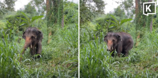 Rescuers save disabled elephant swept away by flash flood Rescuers save disabled elephant swept away by flash flood