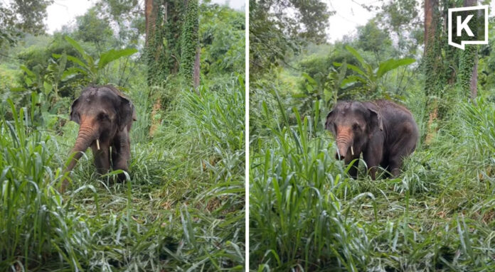 Rescuers save disabled elephant swept away by flash flood Rescuers save disabled elephant swept away by flash flood