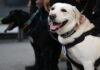 Royal dogs MI6 and Natasha train for global rescue test Royal dogs MI6 and Natasha train for global rescue test