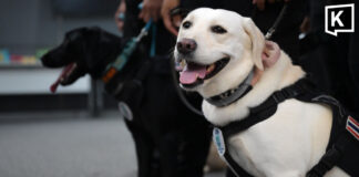 Royal dogs MI6 and Natasha train for global rescue test Royal dogs MI6 and Natasha train for global rescue test
