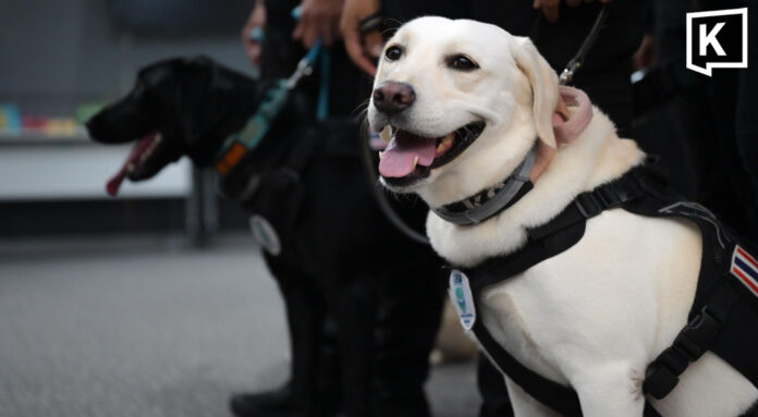 Royal dogs MI6 and Natasha train for global rescue test