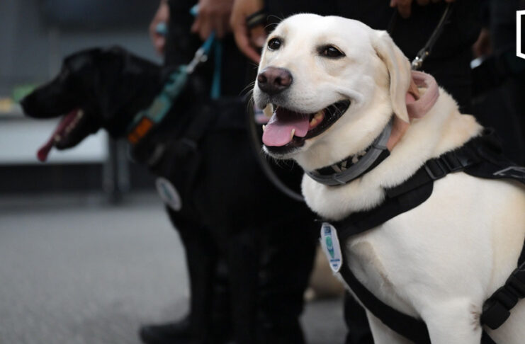 Royal dogs MI6 and Natasha train for global rescue test Royal dogs MI6 and Natasha train for global rescue test