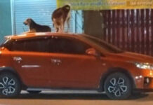 Stray dogs turn parked cars into their personal beds Stray dogs turn parked cars into their personal beds