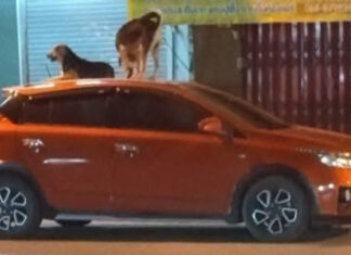 Stray dogs turn parked cars into their personal beds Stray dogs turn parked cars into their personal beds