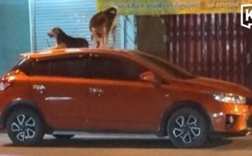 Stray dogs turn parked cars into their personal beds Stray dogs turn parked cars into their personal beds