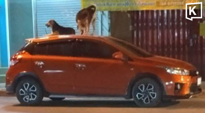 Stray dogs turn parked cars into their personal beds Stray dogs turn parked cars into their personal beds