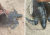 Strong waves wash sea turtle ashore at Phuket’s Kamala Beach Strong waves wash sea turtle ashore at Phuket's Kamala Beach