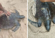 Strong waves wash sea turtle ashore at Phuket’s Kamala Beach Strong waves wash sea turtle ashore at Phuket's Kamala Beach