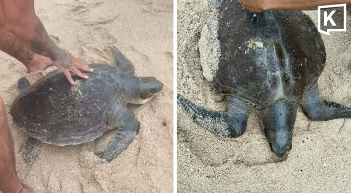 Strong waves wash sea turtle ashore at Phuket's Kamala Beach Strong waves wash sea turtle ashore at Phuket's Kamala Beach