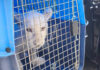 White lion cub seized from illegal hotel in Chiang Mai White lion cub seized from illegal hotel in Chiang Mai