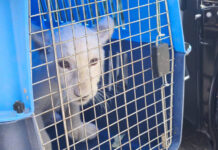 White lion cub seized from illegal hotel in Chiang Mai White lion cub seized from illegal hotel in Chiang Mai