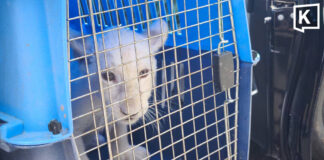 White lion cub seized from illegal hotel in Chiang Mai White lion cub seized from illegal hotel in Chiang Mai