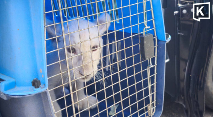 White lion cub seized from illegal hotel in Chiang Mai White lion cub seized from illegal hotel in Chiang Mai