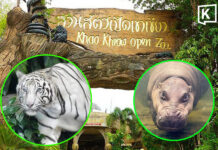 Khao Kheow Open Zoo offers free admission to children and seniors on 23 October