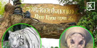 Khao Kheow Open Zoo offers free admission to children and seniors on 23 October