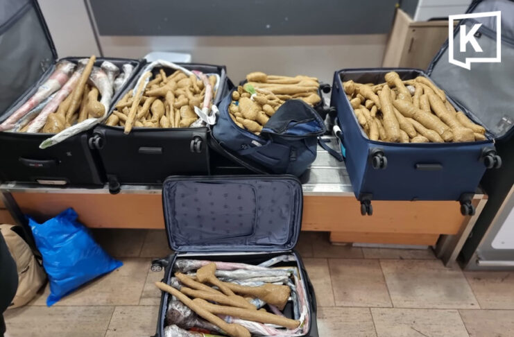 Israeli doctor faces legal action after smuggling 300 Thai plants in luggage