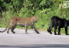 Five black leopards and leopards spotted together in Kaeng Krachan forest