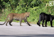 Five black leopards and leopards spotted together in Kaeng Krachan forest