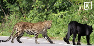 Five black leopards and leopards spotted together in Kaeng Krachan forest