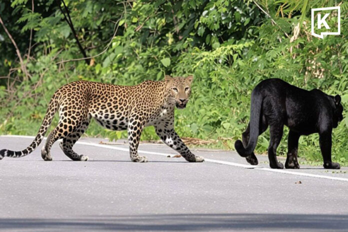 Black leopard spotted Petchaburi