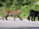 Five black leopards and leopards spotted together in Kaeng Krachan forest PAAAAA1BMVEWurq51dlI4AAAAAXRSTlMmkutdmwAAAA5JREFUKM9jGAWjYJABAAKUAAHoEAeuAAAAAElFTkSuQmCC