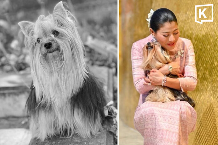 Dog Perfume mourned by Princess Sirivannavari