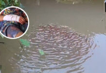 13-year-old boy attacked by giant snakehead fish while playing with fry 13-year-old boy attacked by giant snakehead fish while playing with fry