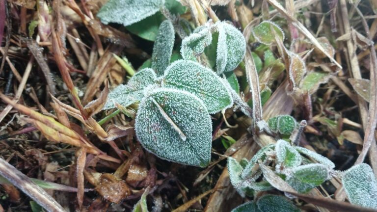 2 frost