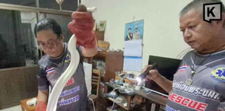Albino python sparks panic in Thai home, turns out son’s pet escaped