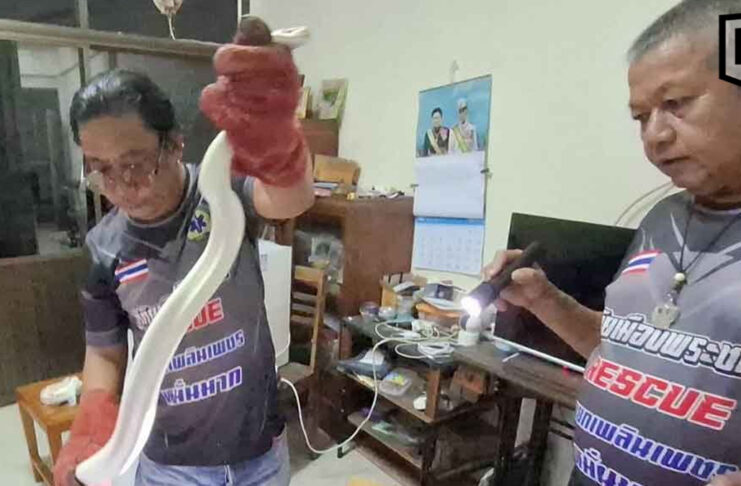Albino python sparks panic in Thai home, turns out son’s pet escaped