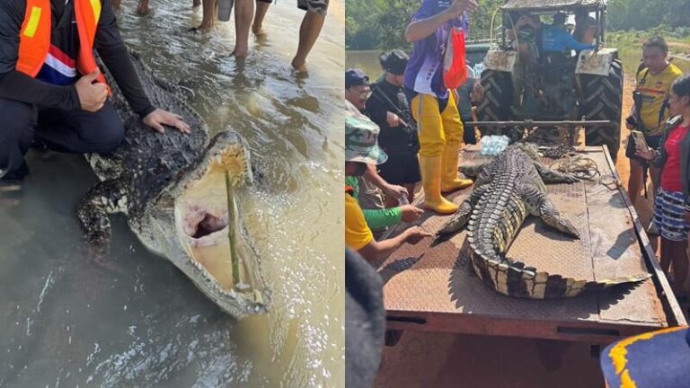 Crocodile 01