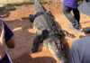 Giant crocodile dies after capture in flood-hit Chachoengsao