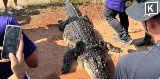 Giant crocodile dies after capture in flood-hit Chachoengsao