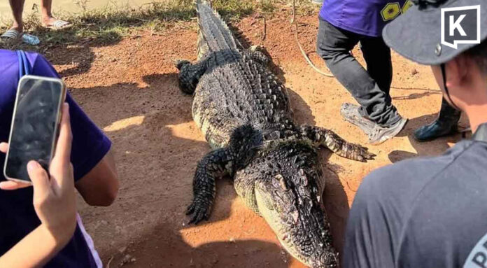 Giant crocodile dies after capture in flood-hit Chachoengsao