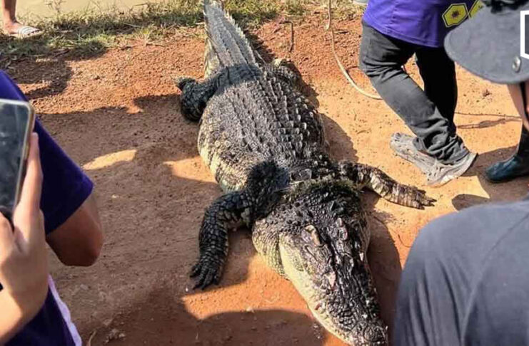 Giant crocodile dies after capture in flood-hit Chachoengsao