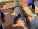 Giant crocodile dies after capture in flood-hit Chachoengsao PAAAAA1BMVEWurq51dlI4AAAAAXRSTlMmkutdmwAAAA5JREFUKM9jGAWjYJABAAKUAAHoEAeuAAAAAElFTkSuQmCC