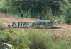 Giant crocodile over 2 meters long spotted near flooded road in Chachoengsao Giant crocodile over 2 meters long spotted near flooded road in Chachoengsao