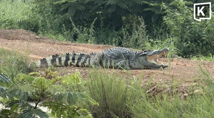 Giant crocodile over 2 meters long spotted near flooded road in Chachoengsao