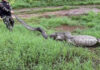 Huge python found after swallowing goats in Suphan Buri Huge python found after swallowing goats in Suphan Buri