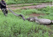 Huge python found after swallowing goats in Suphan Buri Huge python found after swallowing goats in Suphan Buri