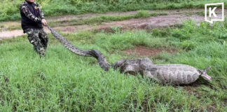 Huge python found after swallowing goats in Suphan Buri Huge python found after swallowing goats in Suphan Buri