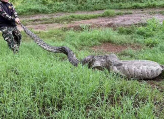 Huge python found after swallowing goats in Suphan Buri Huge python found after swallowing goats in Suphan Buri