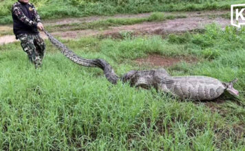 Huge python found after swallowing goats in Suphan Buri Huge python found after swallowing goats in Suphan Buri