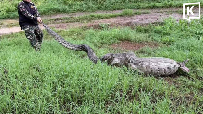 Huge python found after swallowing goats in Suphan Buri Huge python found after swallowing goats in Suphan Buri