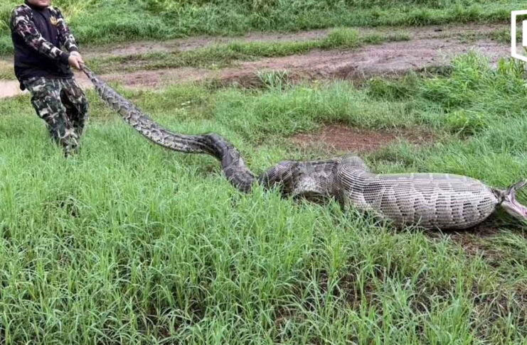 Huge python found after swallowing goats in Suphan Buri Huge python found after swallowing goats in Suphan Buri