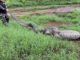 Huge python found after swallowing goats in Suphan Buri Huge python found after swallowing goats in Suphan Buri